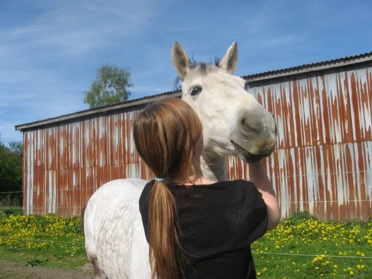 Tysk Sportspony Sandor<33 R.I.P. Savnet<3 billede 16