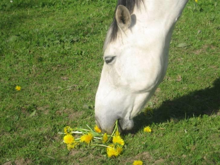 Tysk Sportspony Sandor<33 R.I.P. Savnet<3 billede 17