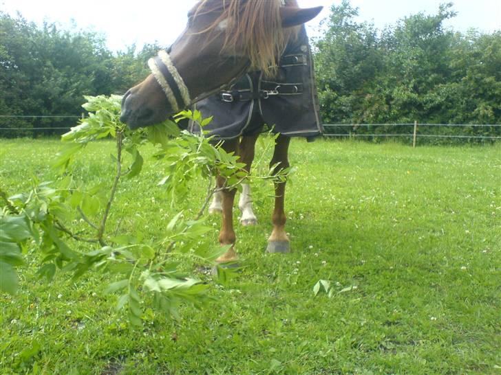 Anden særlig race Figaro <3 billede 13