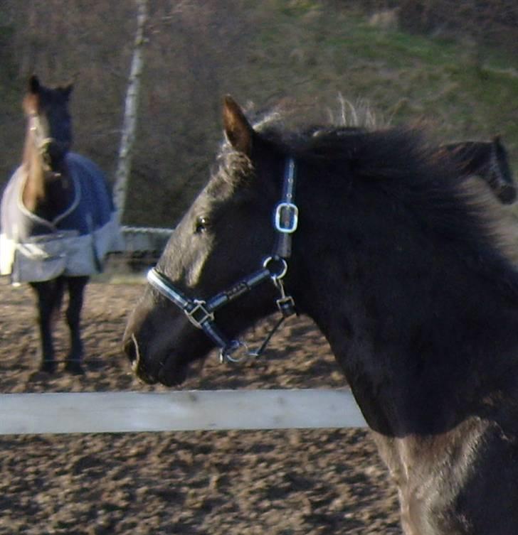 Anden særlig race *Jacques Nobest* SOLGT: ( - Velkommen til min profril billede 1
