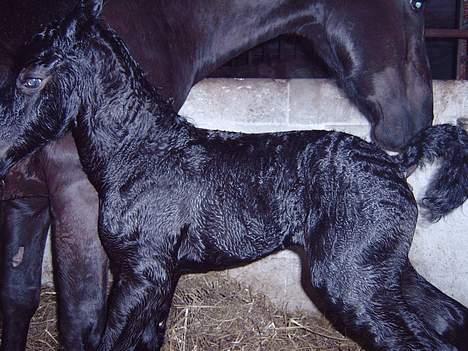 Anden særlig race *Jacques Nobest* SOLGT: ( billede 2