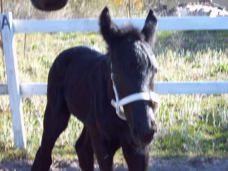 Anden særlig race *Jacques Nobest* SOLGT: ( billede 3