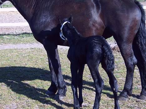 Anden særlig race *Jacques Nobest* SOLGT: ( billede 4