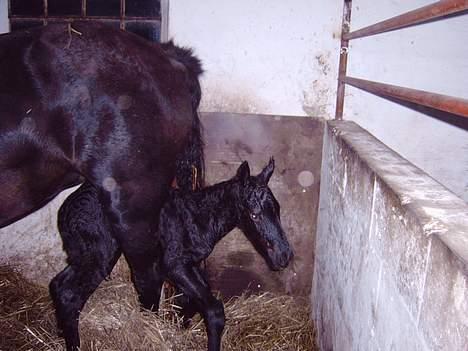 Anden særlig race *Jacques Nobest* SOLGT: ( billede 5