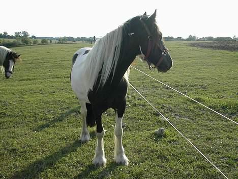 Irish Cob Aicha Surprise - Aicha billede 1