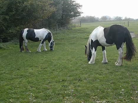 Irish Cob Aicha Surprise - Aicha og Tinka billede 2