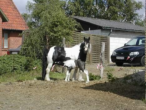 Irish Cob Aicha Surprise - "Uhm ! Man bliver tørstig af at være ude i den friske luft" billede 4