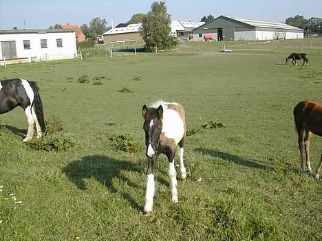 Irish Cob Aicha Surprise - "Her er jeg - uden min mor. Tag nu et billed" billede 5