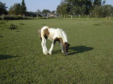 Irish Cob Aicha Surprise - "Åh ! Ikke så dårligt - det smager da meget godt" billede 6