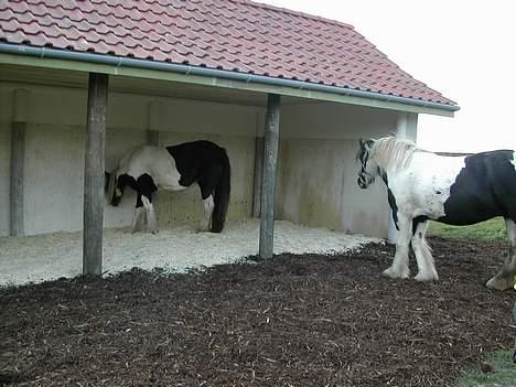 Irish Cob Aicha Surprise - "Hold da op vi har fået tag over hovedet - Yes!" billede 9