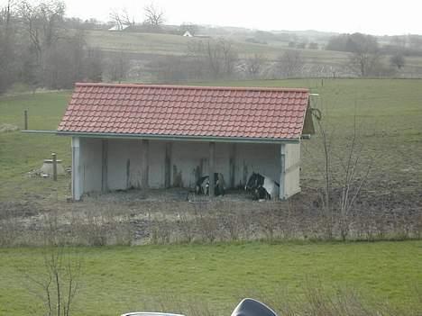 Irish Cob Aicha Surprise - "Det er skønt at ligge ned" billede 10