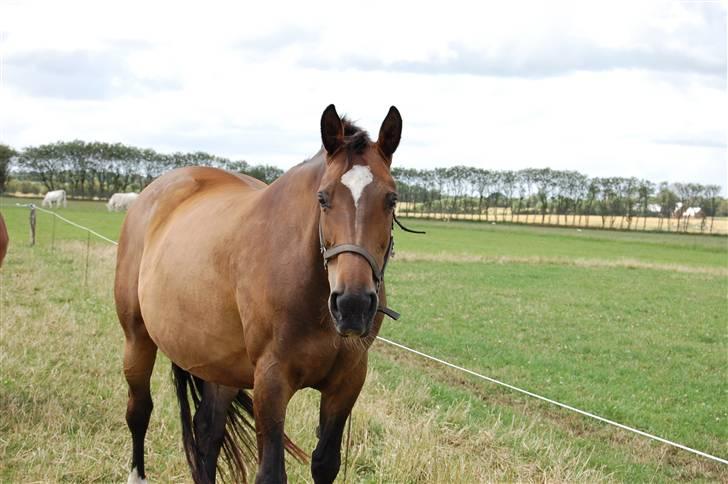 Dansk Varmblod Sila Mandø - Sila Mandø <3 Foto: MLH-foto billede 1