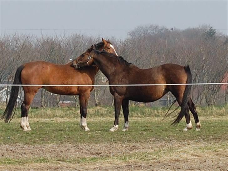 Dansk Varmblod Sila Mandø billede 2