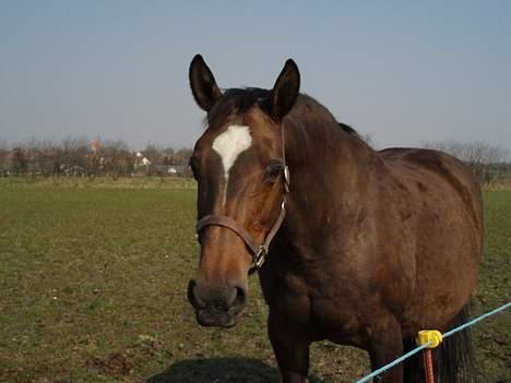 Dansk Varmblod Sila Mandø billede 3