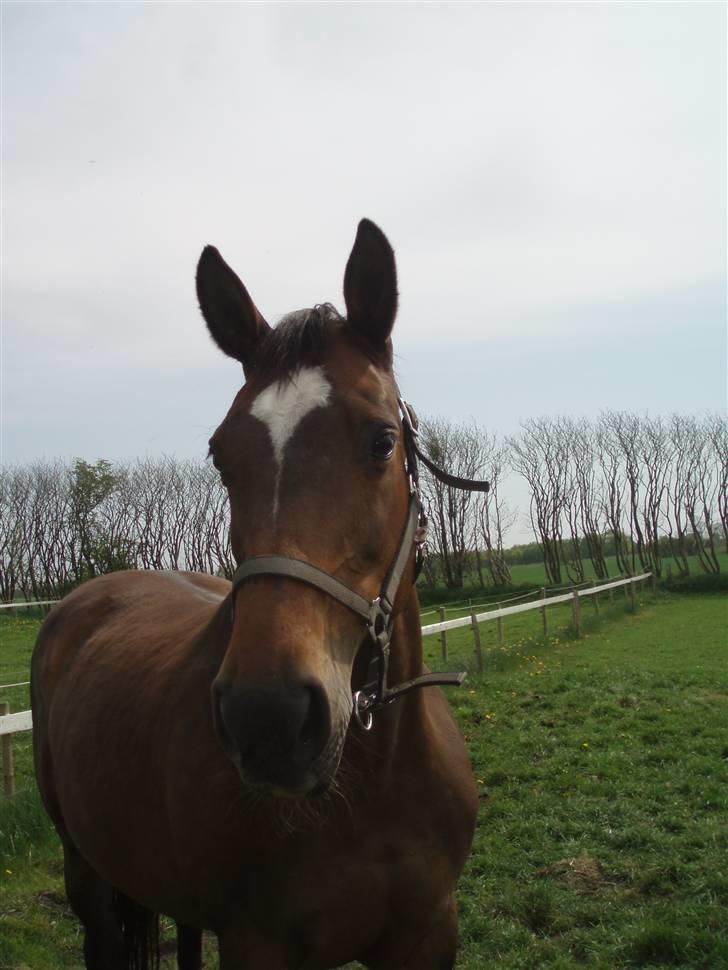 Dansk Varmblod Sila Mandø billede 4