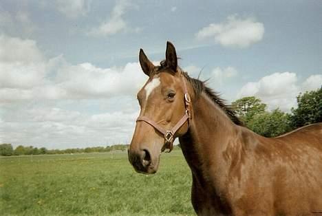 Dansk Varmblod Sila Mandø billede 5