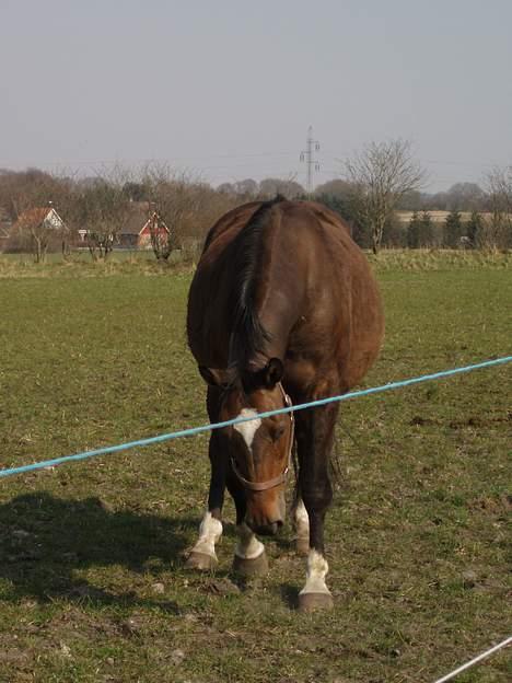 Dansk Varmblod Sila Mandø billede 6
