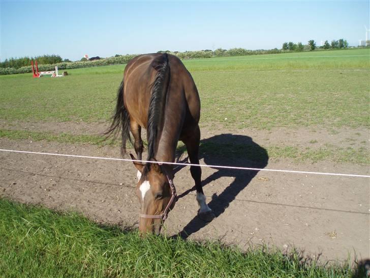 Dansk Varmblod Sila Mandø billede 7