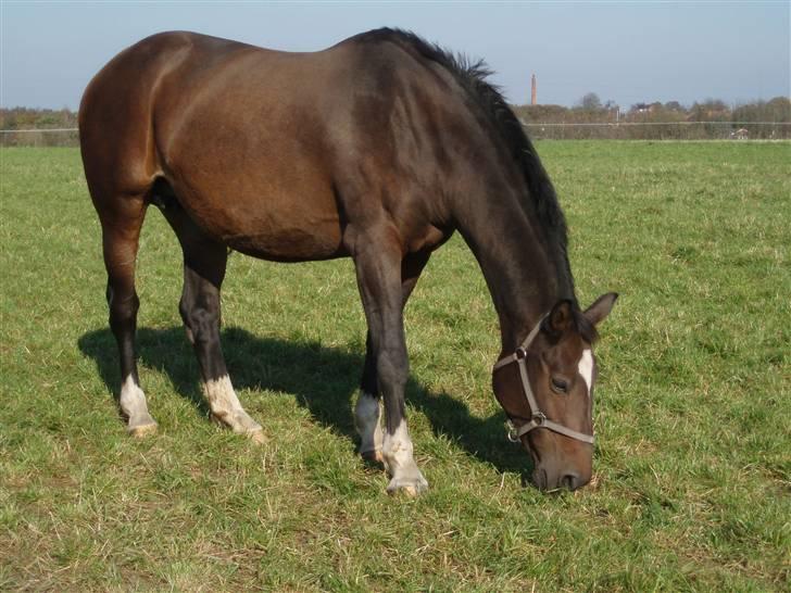 Dansk Varmblod Sila Mandø billede 8
