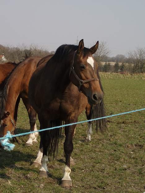 Dansk Varmblod Sila Mandø billede 9