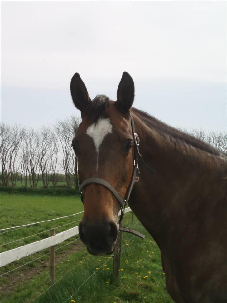 Dansk Varmblod Sila Mandø billede 10