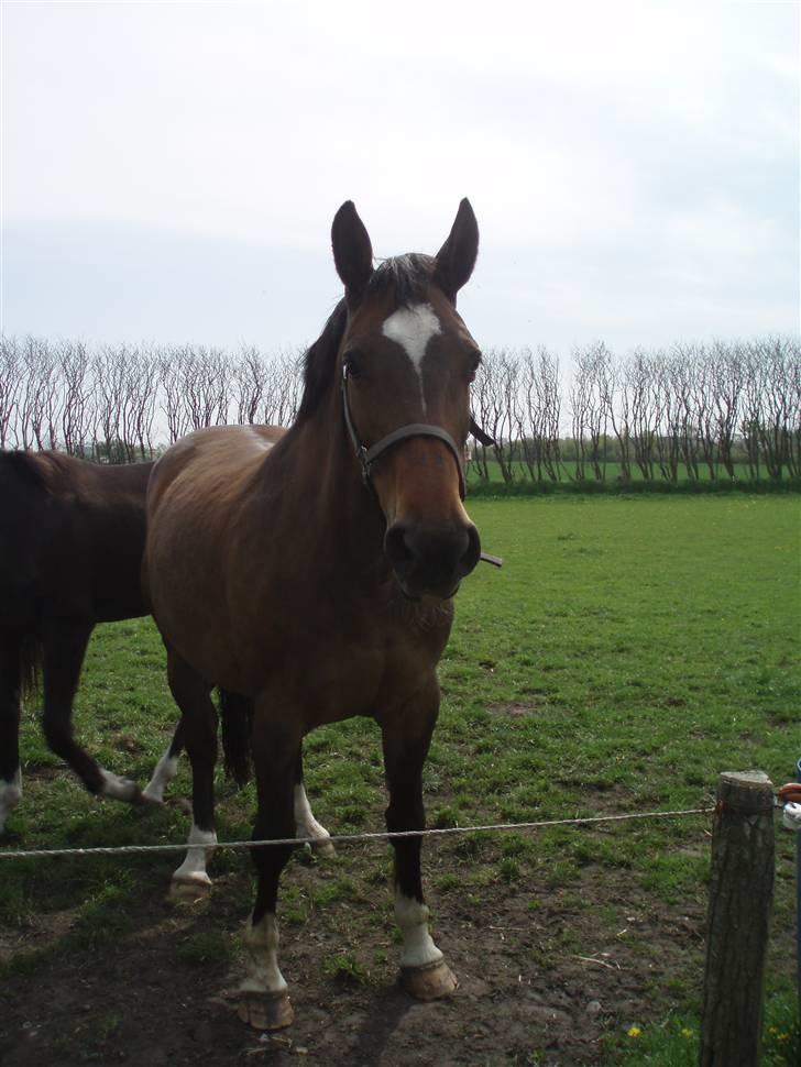 Dansk Varmblod Sila Mandø billede 11