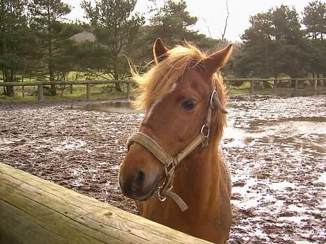 Anden særlig race Coco  - Coco på sandfolden. billede 12
