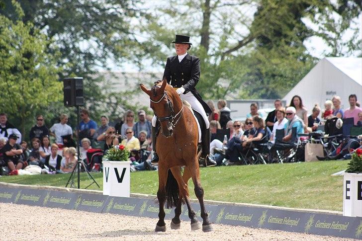 Dansk Varmblod Minos billede 2