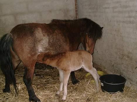Shetlænder stella (solgt) billede 9