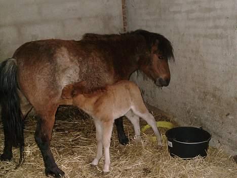 Shetlænder stella (solgt) billede 10