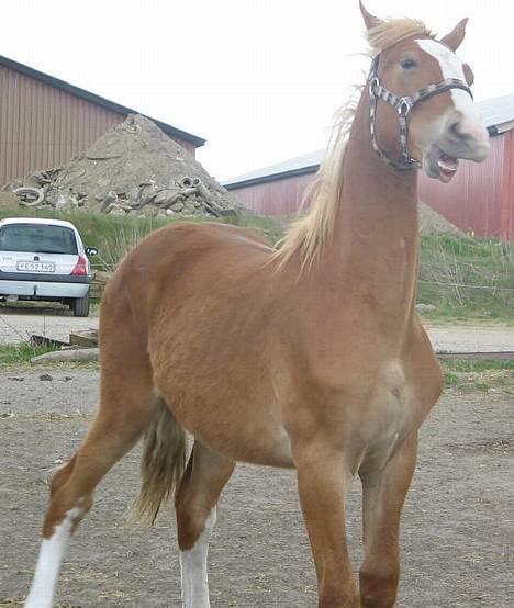 Frederiksborg Boomerang Vejvad billede 1