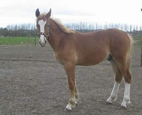 Frederiksborg Boomerang Vejvad billede 2