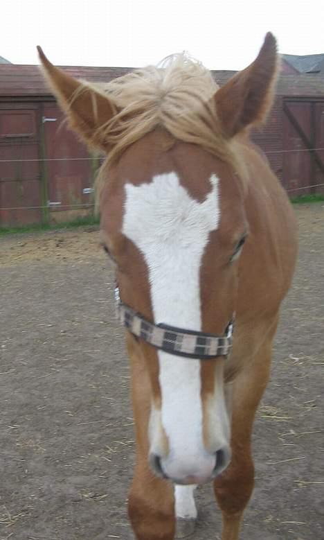 Frederiksborg Boomerang Vejvad billede 3
