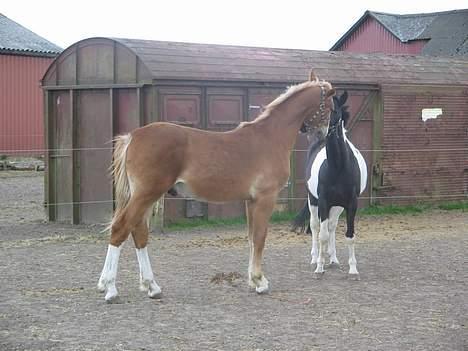 Frederiksborg Boomerang Vejvad billede 5