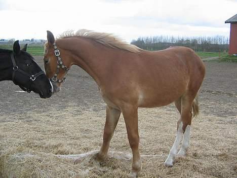 Frederiksborg Boomerang Vejvad billede 6