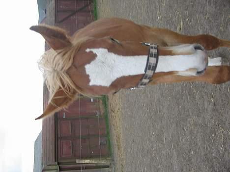 Frederiksborg Boomerang Vejvad billede 7