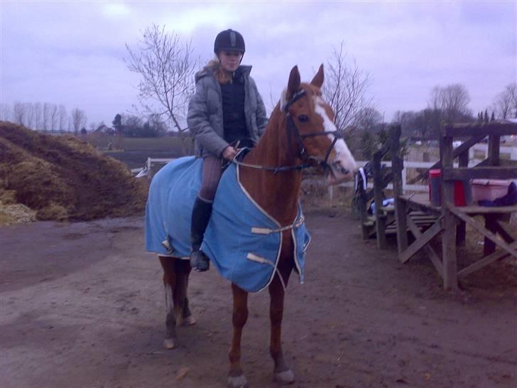 Hollandsk Sportspony  | Chantelle <3 - SAVNET !! <3 - Før spring time(: billede 2