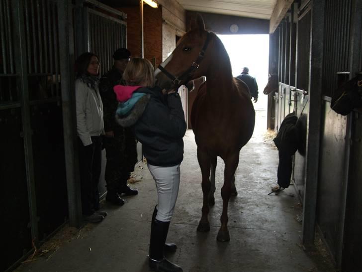 Hollandsk Sportspony  | Chantelle <3 - SAVNET !! <3 - pony sku lig måles, men det er ikk så nemt når hyppen er bange for måle dimsen(; så målt blev hun ikke(: billede 3