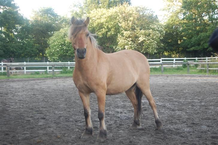 Anden særlig race Thor<3 Putti  - elsker dig skatt <3 billede 4