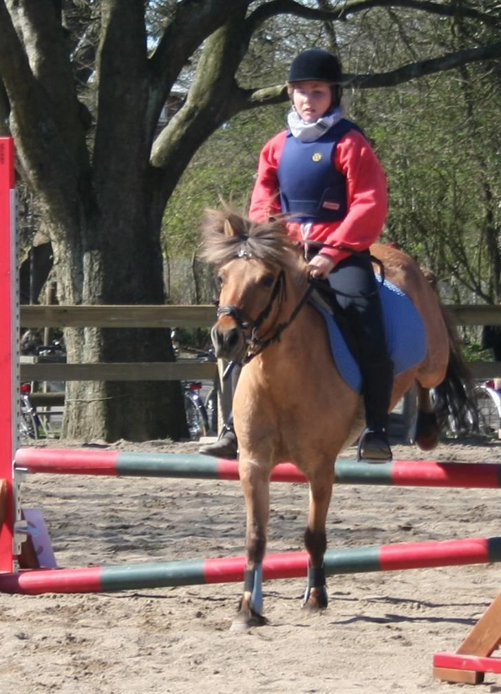 Anden særlig race Thor<3 Putti  - springstævne på bagsværdfort fik rosett da jeg kom banen igennem fejlfrit :D billede 5