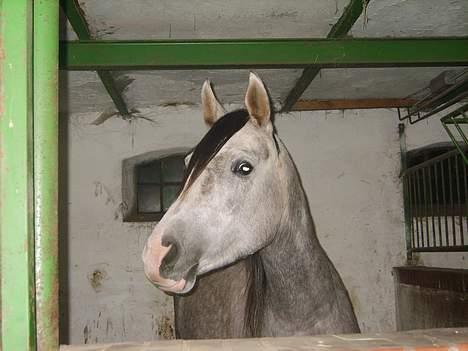 Arabisk fuldblod (OX) Mujallin (Solgt) - Velkommen til min box. billede 1