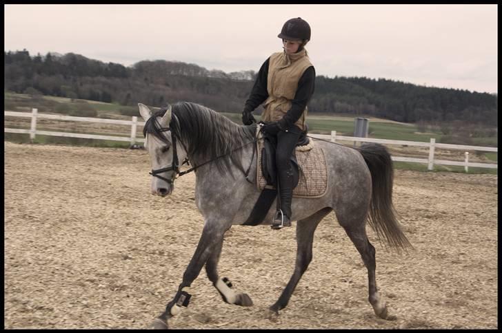 Arabisk fuldblod (OX) Mujallin (Solgt) - Smuk, smuk billede 3