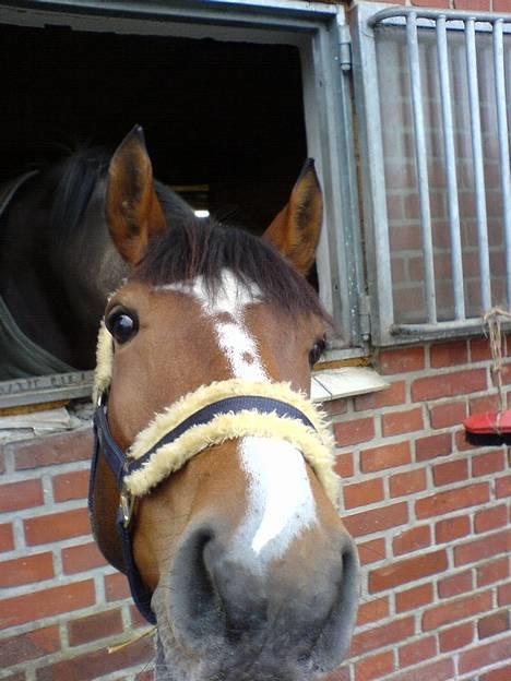 Dansk Varmblod Riisgårds maclaine R.I P  - nyskerig billede 16
