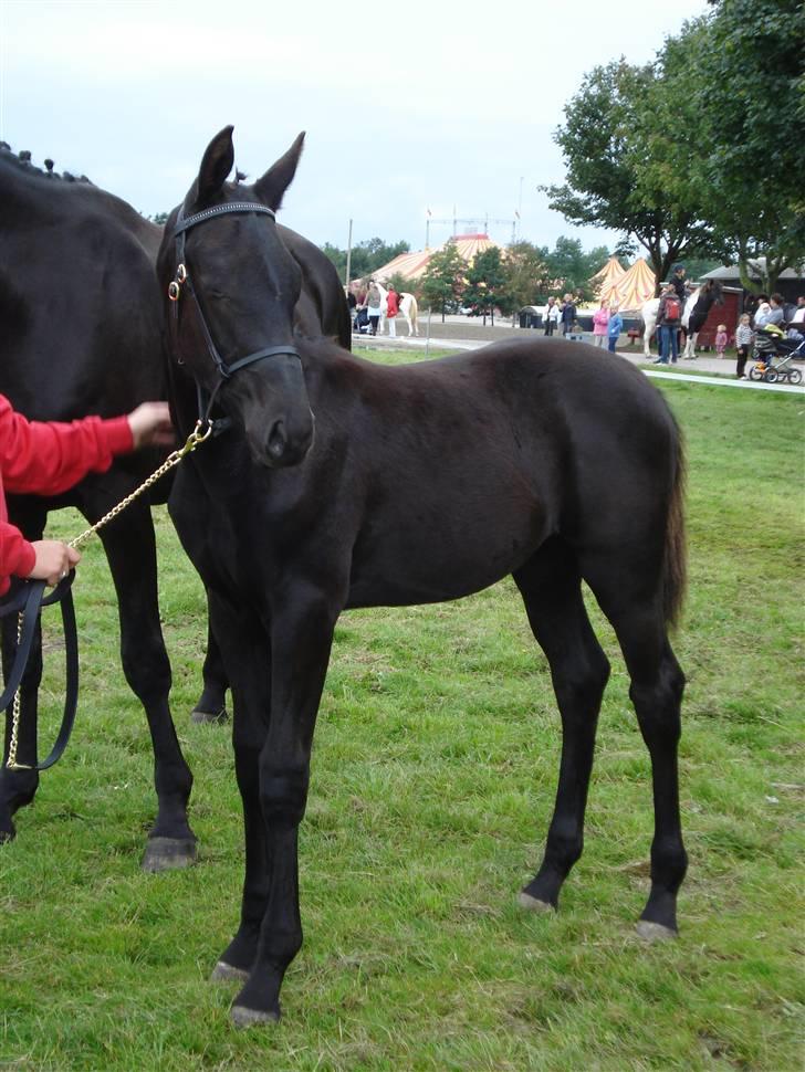 Dansk Varmblod Hjothekærs Comtesse   billede 1
