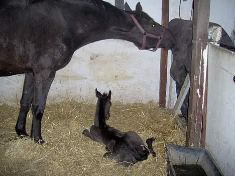 Dansk Varmblod Hjothekærs Comtesse   billede 2