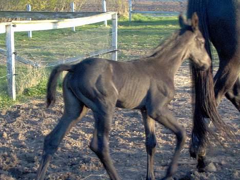 Dansk Varmblod Hjothekærs Comtesse   billede 6