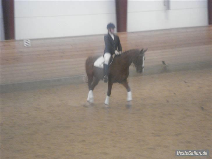 Anden særlig race Prins Piscala*Gamle part* - Første klubstævne med ham i lc [fotograf: Belinda] billede 5