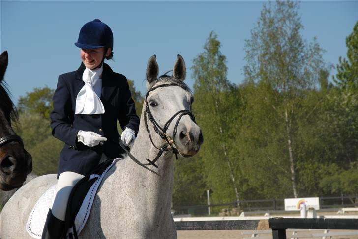 Anglo Araber (AA) Zenith Cooler - fra stævne i Ballerup maj 2007 Bassen ser bare så sød og glad og tilfreds ud  billede 19