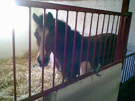 Anden særlig race sissi victoria - SISSI billede 2