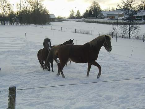 Anden særlig race sissi victoria - ALLE 3 I SNE billede 5
